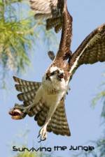 Watch National Geographic: Wild Surviving The Jungle 123moviesFree