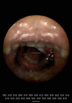 Watch Feeder (Short 2010) 123moviesFree