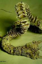 Watch Mongolian Death Worm 123moviesFree
