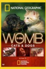 Watch National Geographic In The Womb  Cats 123moviesFree