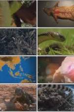 Watch National Geographic Wild : Deadliest Animals Asia Pacific 123moviesFree