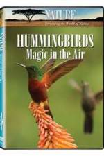 Watch Hummingbirds Magic in the Air 123moviesFree