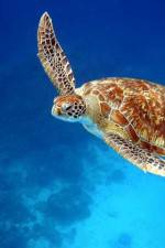 Watch Turtle 123moviesFree