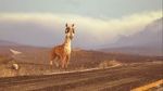 Watch Caminandes: Llama Drama (Short 2014) 123moviesFree