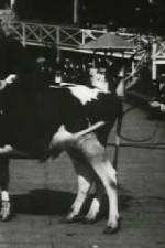 Watch Rube and Mandy at Coney Island 123moviesFree