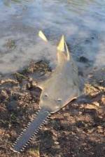 Watch National Geographic Hooked: Chainsaw Fish 123moviesFree