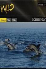 Watch National Geographic Wild Dolphin Army 123moviesFree