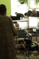 Watch Cat Ladies 123moviesFree