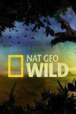 Watch Wild Tiger Queen 123moviesFree