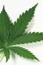 Watch Weed 123moviesFree