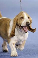 Watch Pedigree Dogs Exposed 123moviesFree