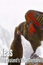 Watch Keas: New Zealand\'s Witty Daredevils 123moviesFree