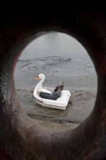 Watch Swandown 123moviesFree