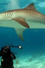 Watch Dive To Tiger Shark Central 123moviesFree