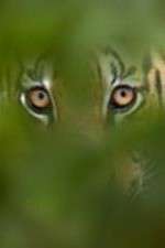 Watch Deadly Instincts 123moviesFree