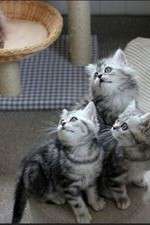 Watch The Secret Life of Kittens 123moviesFree