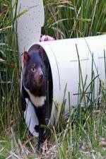 Watch Aussie Animal Island 123moviesFree