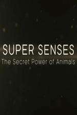 Watch Super Senses The Secret Power of Animals 123moviesFree