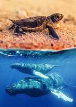 Watch Australia\'s Wild Moments 123moviesFree