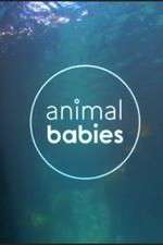Watch Animal Babies 123moviesFree