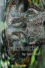 Watch Insect Dissection How Insects Work 123moviesFree