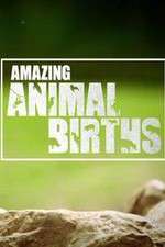 Watch Amazing Animal Births 123moviesFree