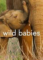 Watch Wild Babies 123moviesFree